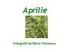 Aprilie