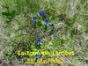 La toue de Larribet