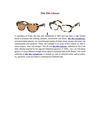 Miu Miu Glasses