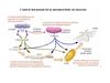 Tema 9. Sistema endocrino