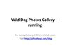 Photos of Wild Dogs to Download for Free