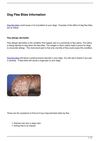 Dog Flea Bites Information
