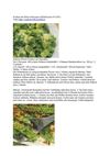 Kochen mit Selzer-McKenzie SelMcKenzie 8.9.2012