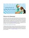 What are Ear Hematomas