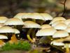 Mushroom Garden - Mushrooms In Garden