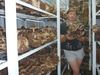 How To Cultivate Mushrooms