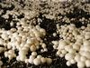 Mushroom Cultivation Training