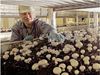 Button Mushroom Cultivation
