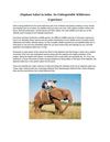 Elephant Safari in India: An Unforgettable Wilderness Experience