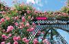 My Garden n°65 (Editions Marumo) - La Roseraie du Val-de-Marne