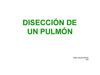 (César García García) Disección de un pulmón de cordero