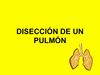 Andrea Hernández Rodríguez (Disección de pulmón de cordero)
