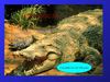 wild animals