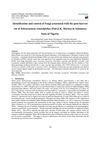 Identification and control of Fungi associated with the post-harvest rot of Solenostemon rotundifolius (Poir)J.K....