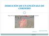 Disección de encéfalo de cordero realizada por Jacobo Gómez Portilla