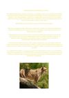 Animales en extincion
