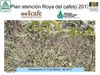 Plan atención Roya del cafeto 2013